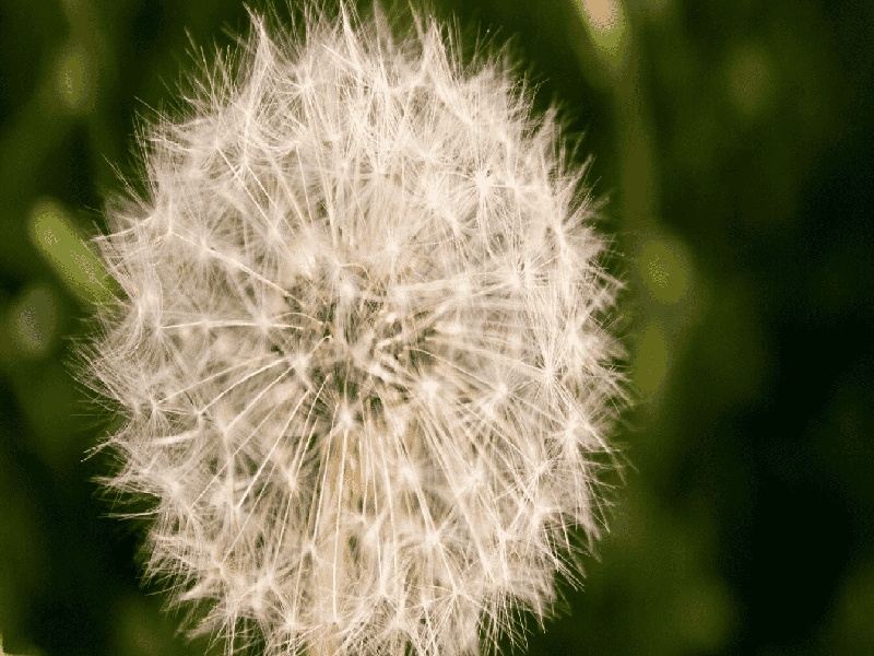 合肥最靠谱的代生,代生咨询：在合肥公立医院可